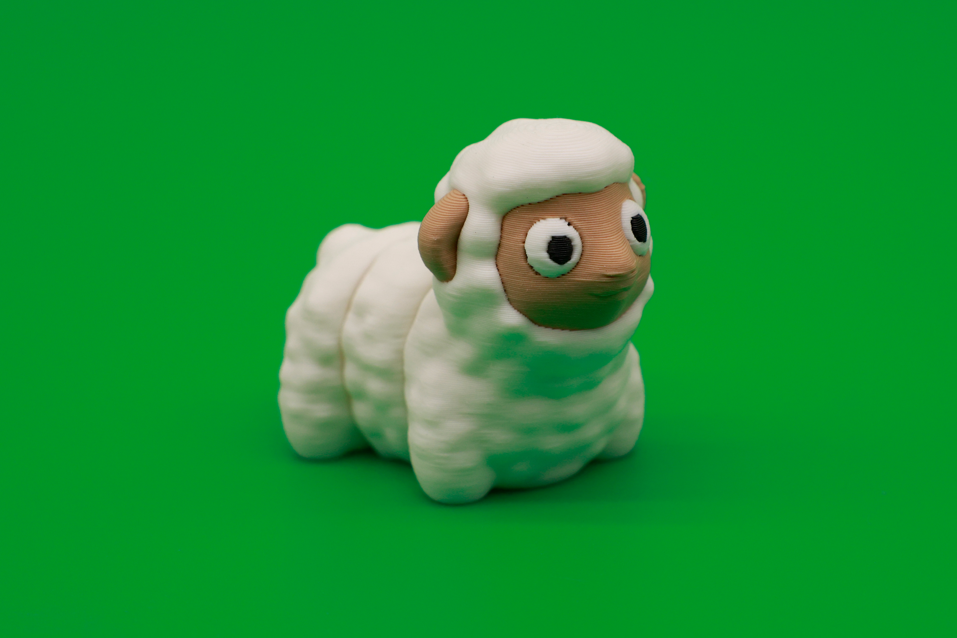 Sheep
